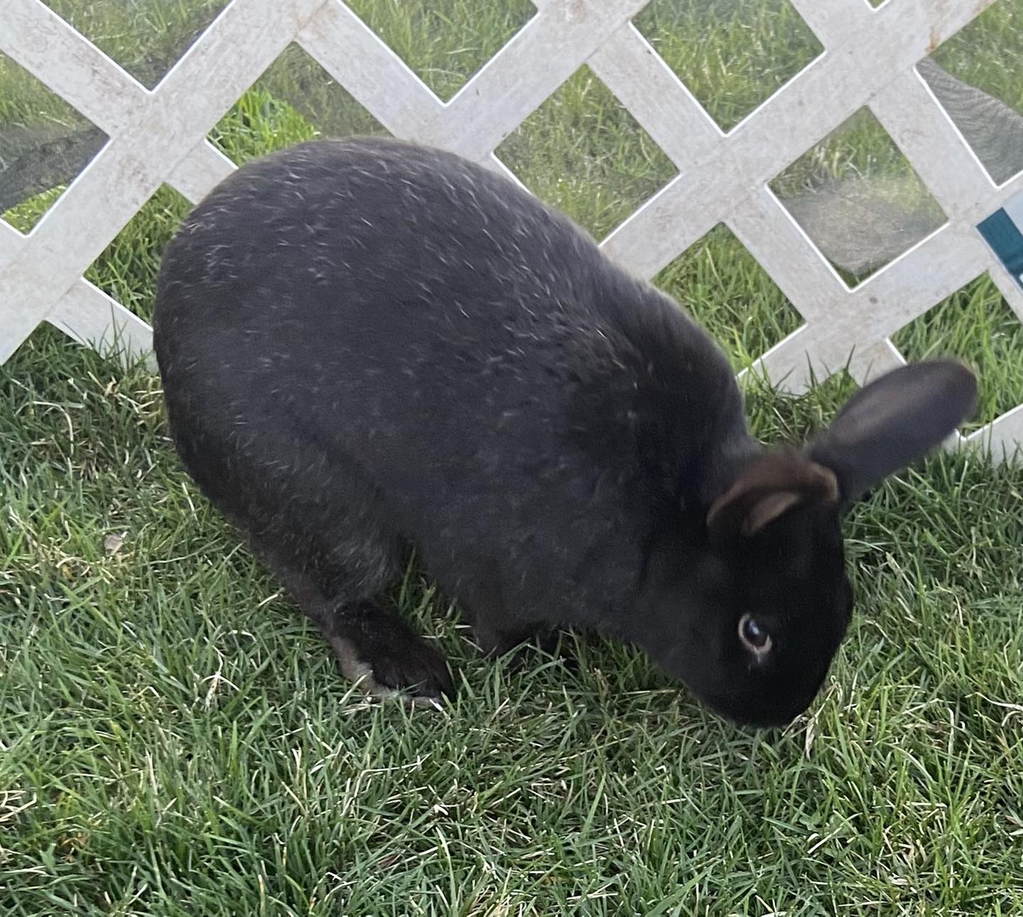 Nine Bun Bun Rabbit Rescue | Weiser ID