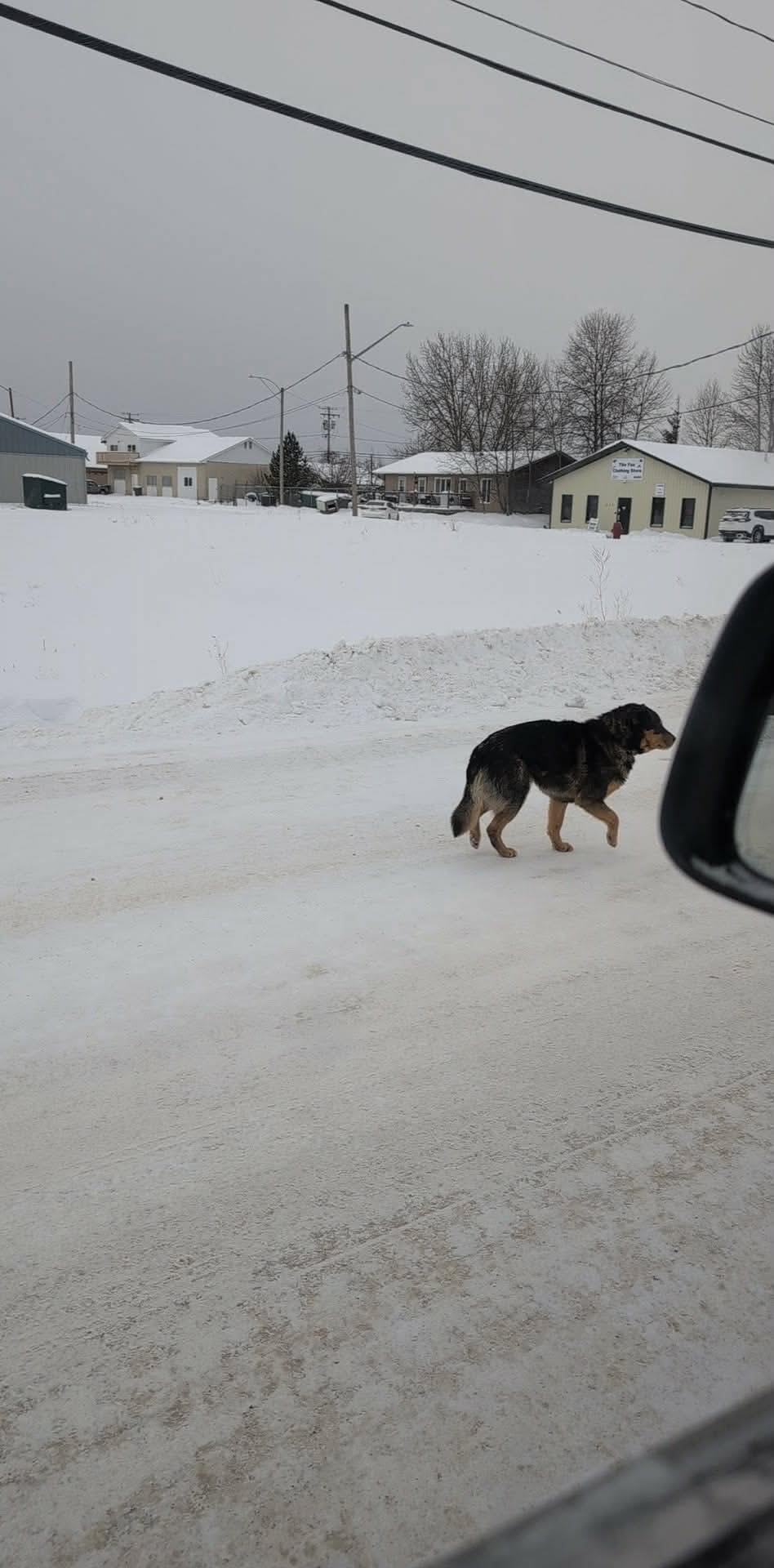 Boreal - Who’s dog? Cessna Street Air Ronge! 🥶 He looks so cold 💔😭 ...