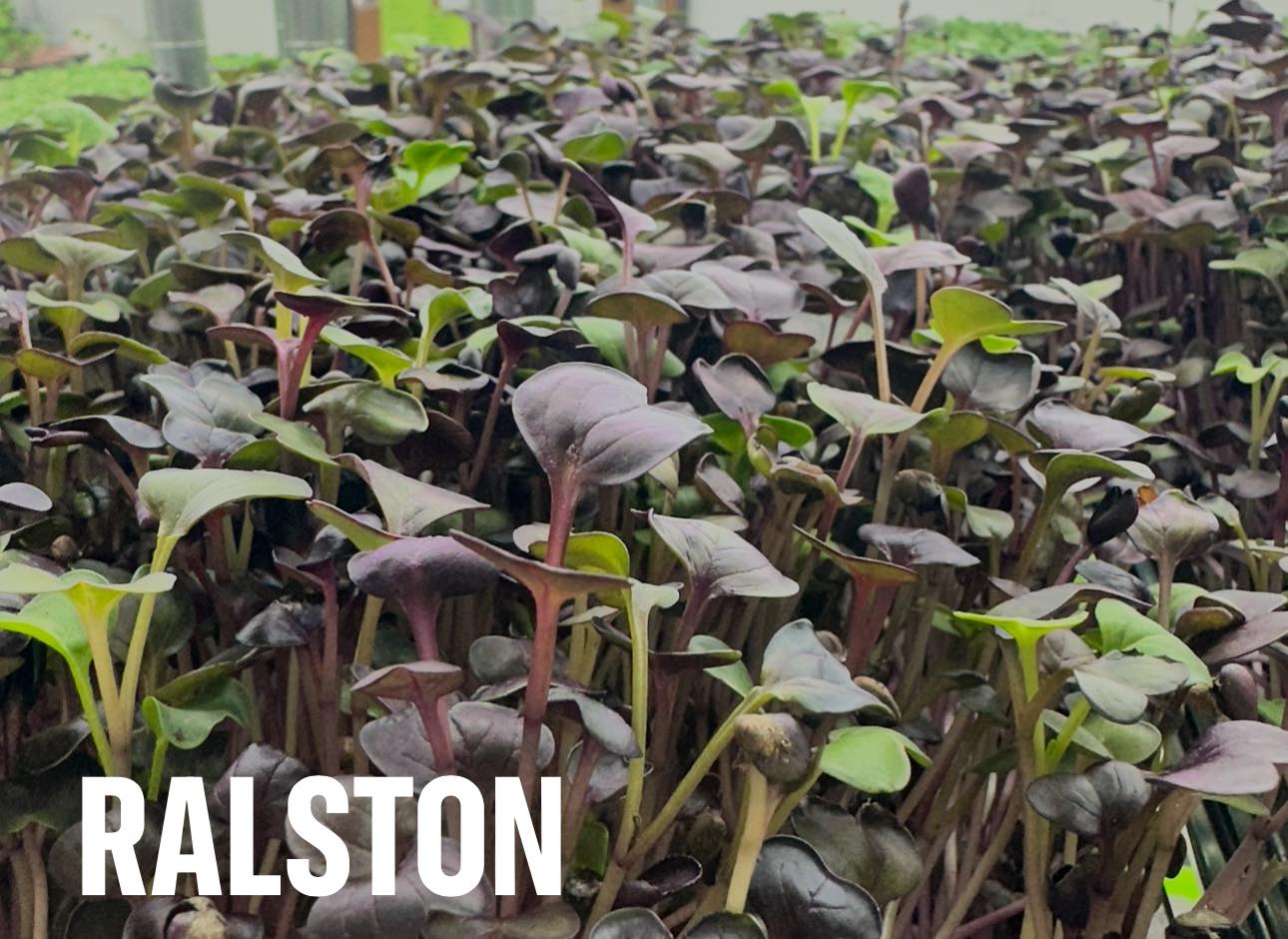 Barn Girls Farms | Ralston NE