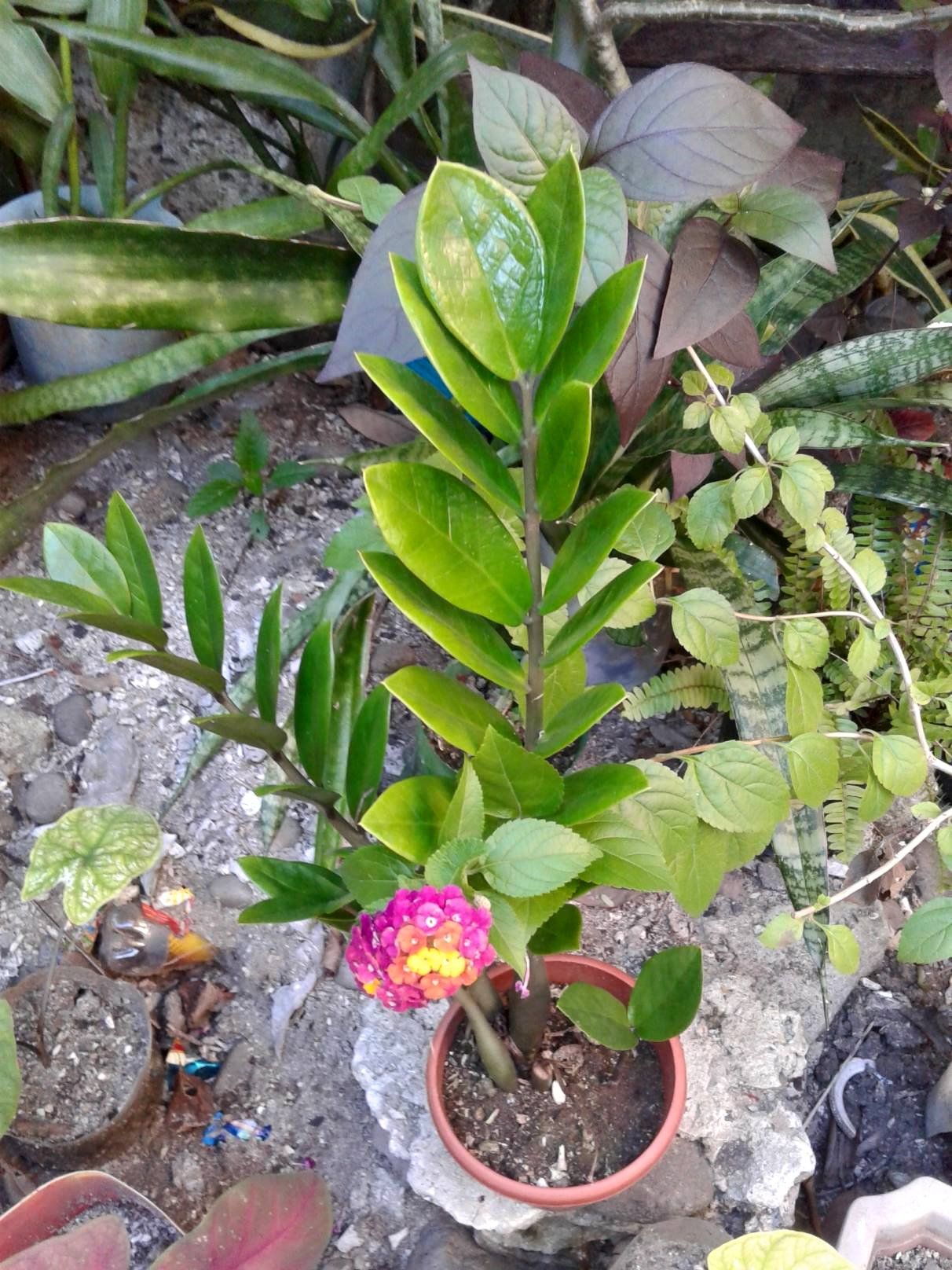 Is this a welcome plant? How true its dangerous?