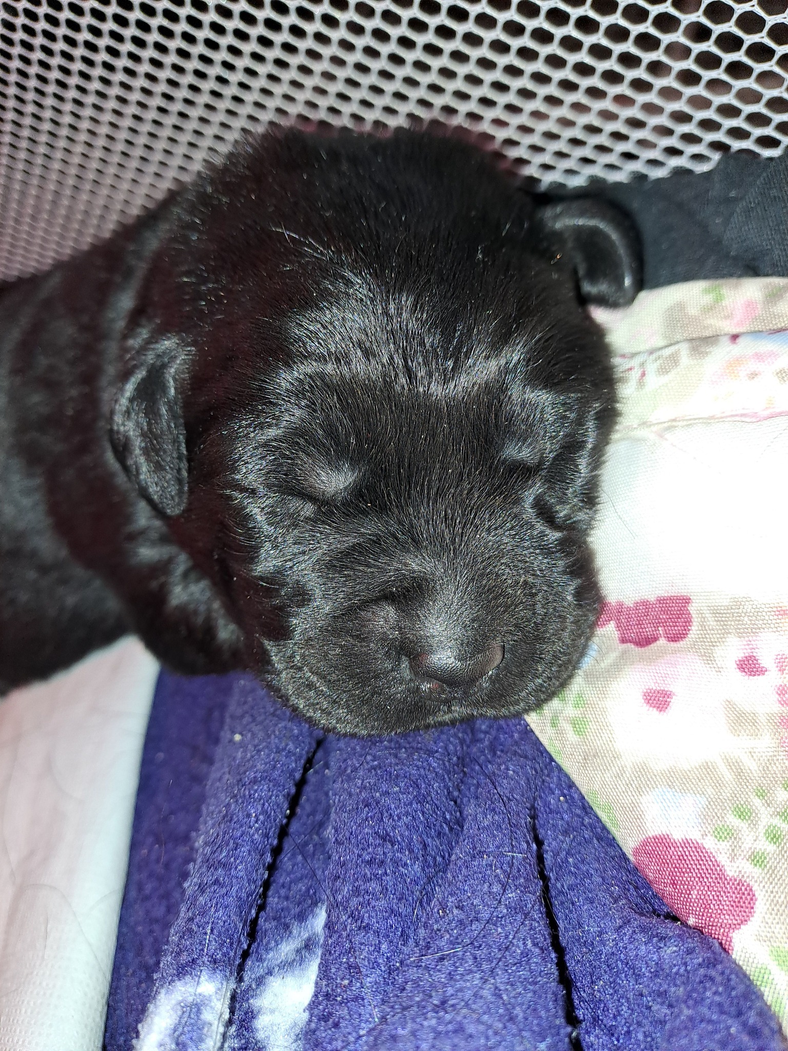 Labrador Retriever (Deutschland, Österreich, Schweiz) | Der kleine ...
