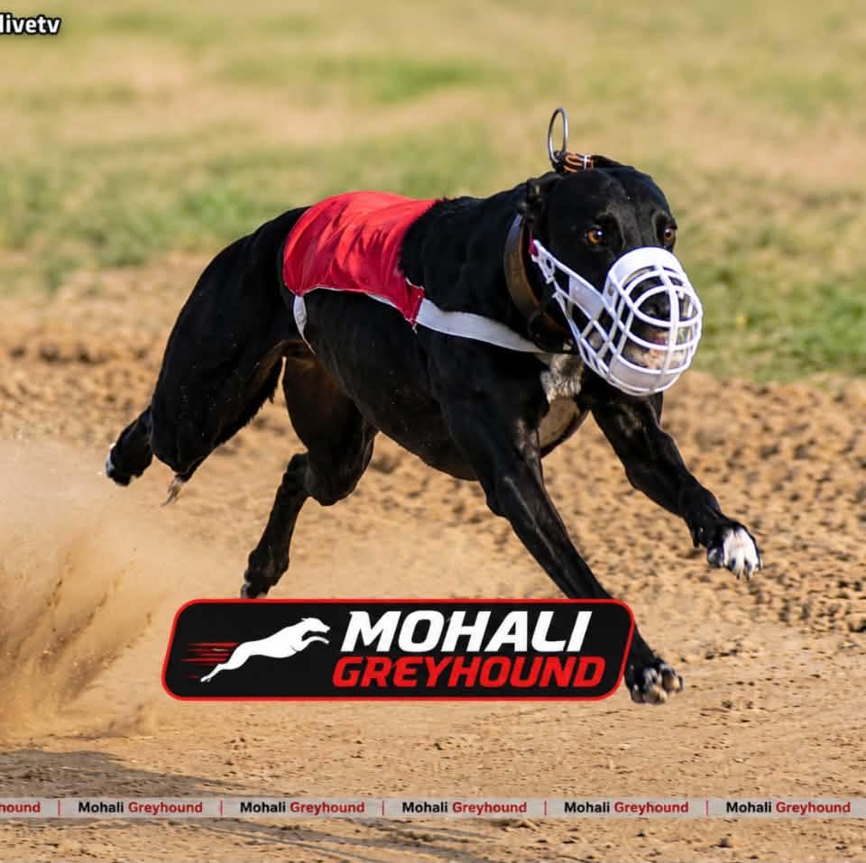 #greyhound #dogracing #reel | MohaliGreyhound