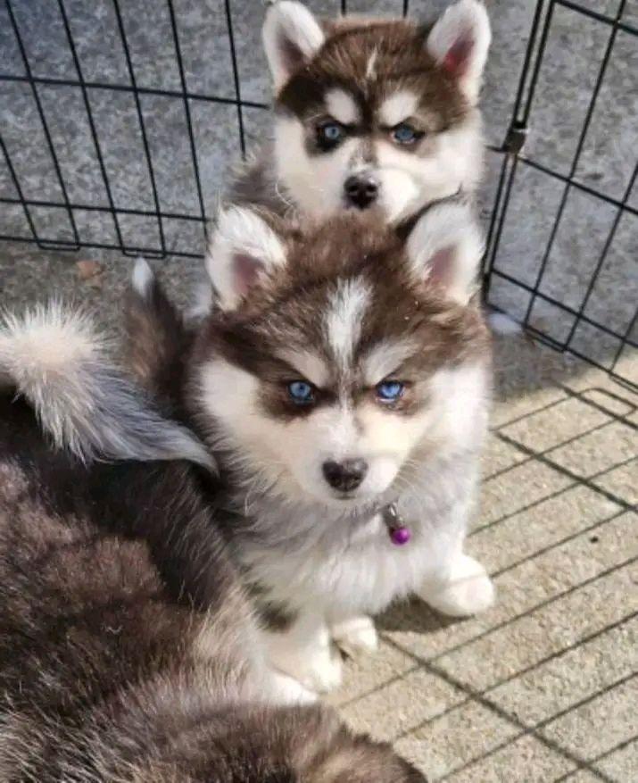 Premium Pomsky Puppies