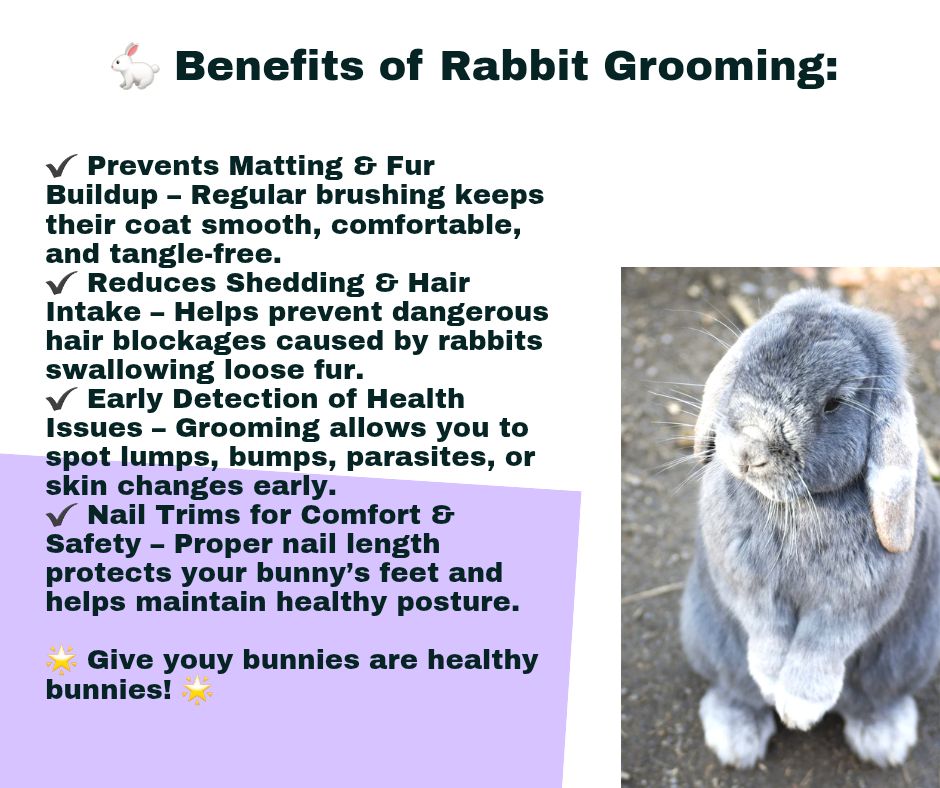 Stunning Grooming Rabbits To Prevent Health Issues image