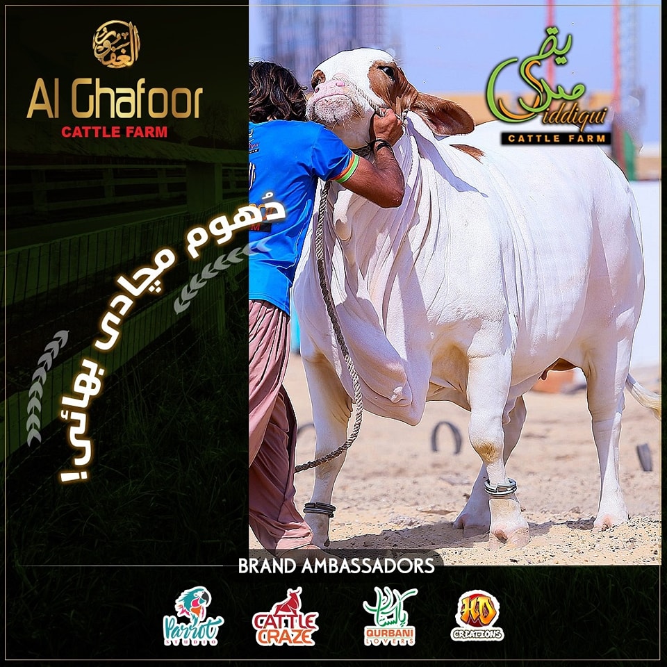 Al - Al Ghafoor & Siddiqui Cattle Farm is Presenting 