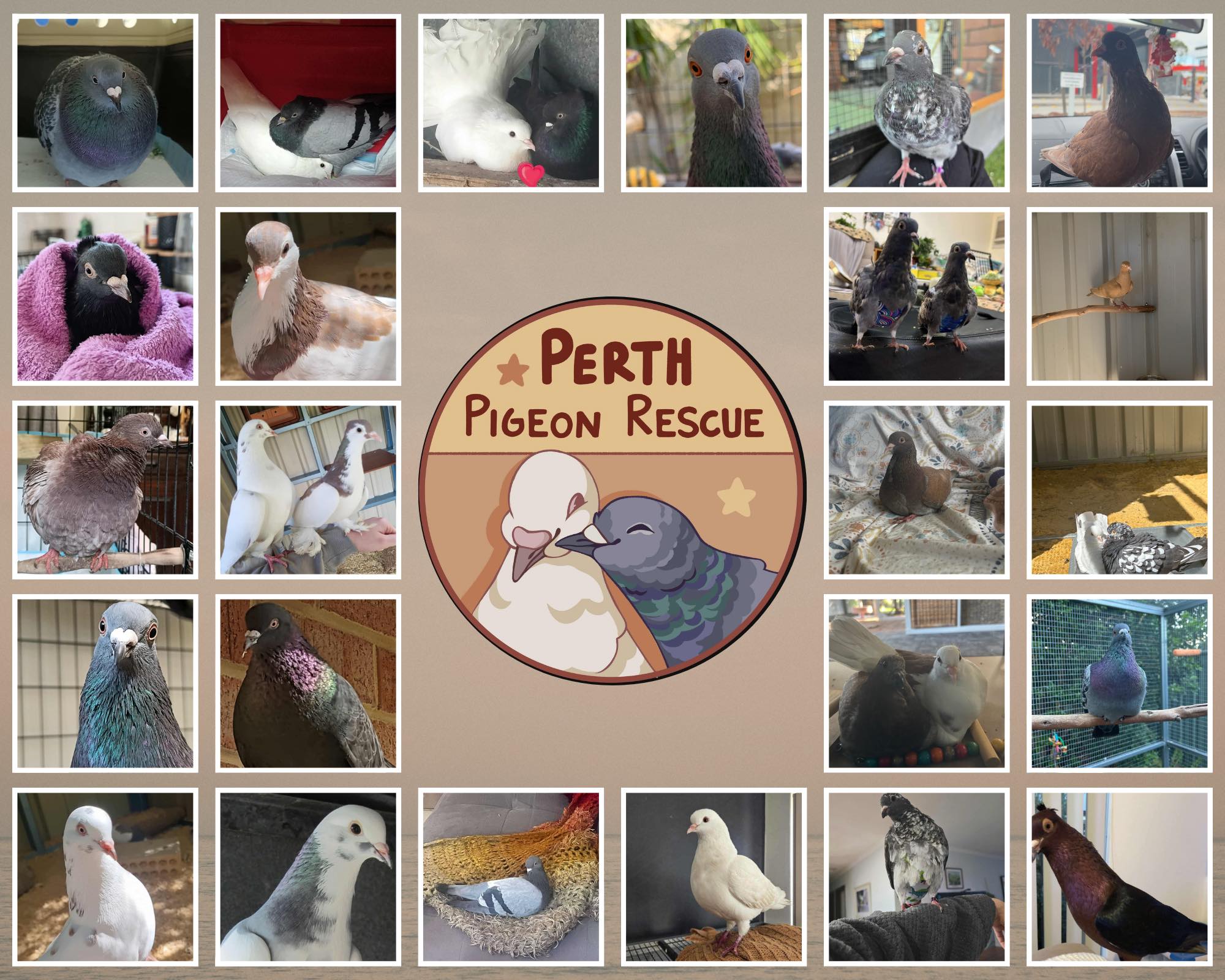 Perth Pigeon Rescue | Perth WA