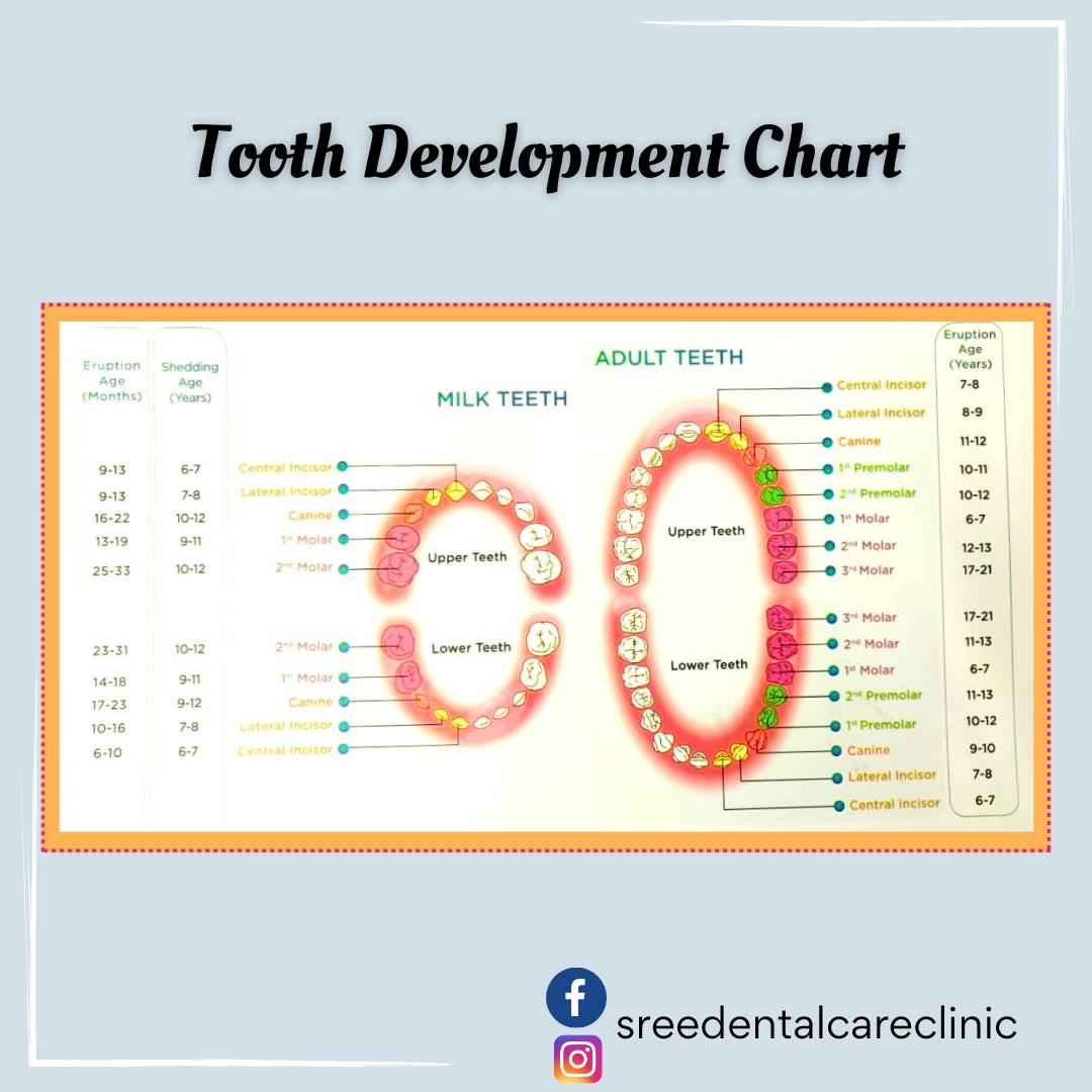 🦷 Journey into Tooth Development... - Sreedentalcareclinic | Facebook
