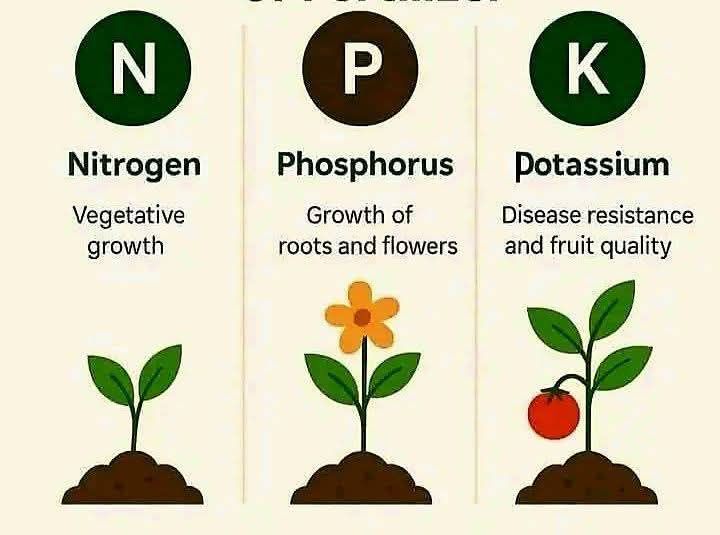 What are the most essential elements in plant