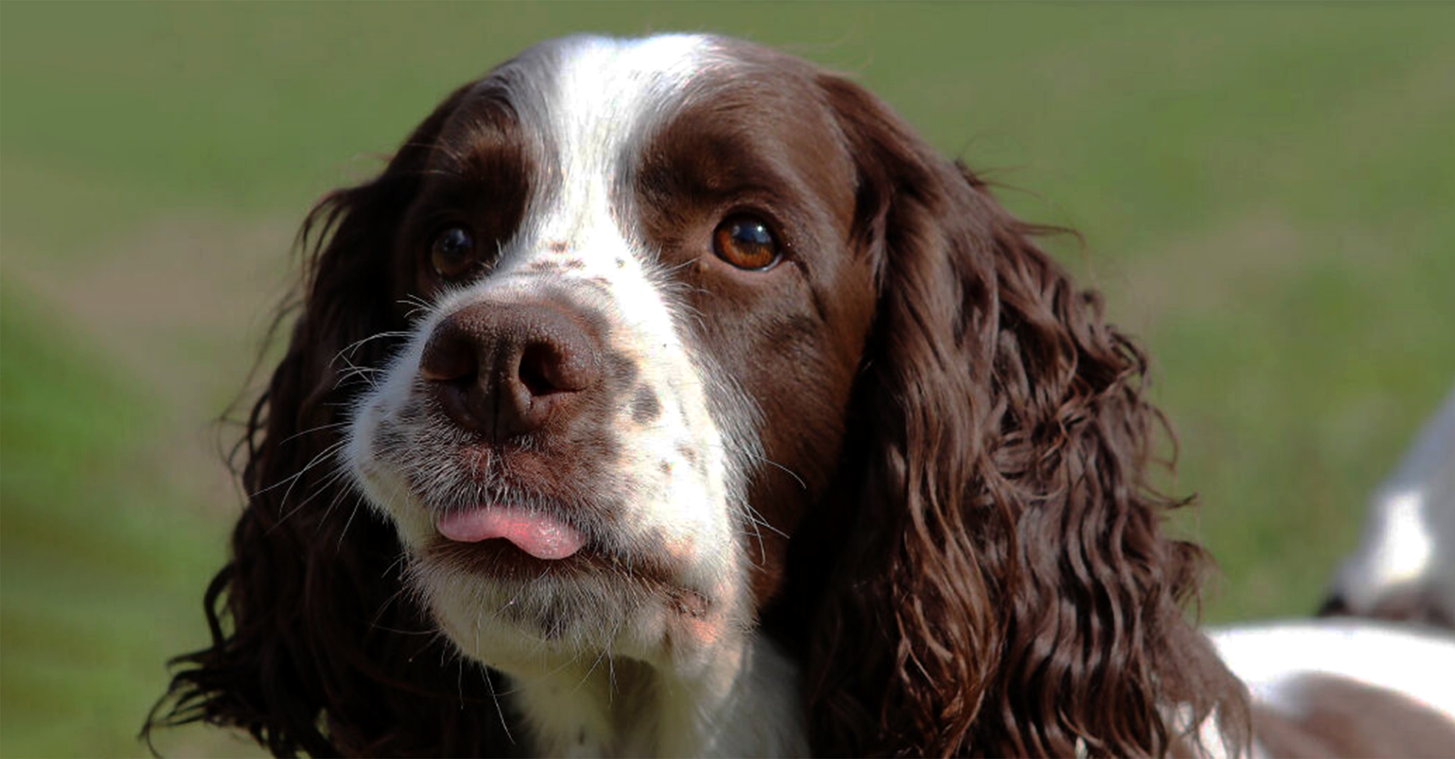 Cocker Spaniel Owners | Facebook