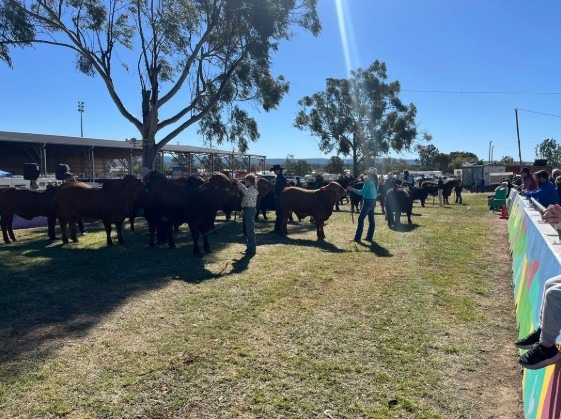 Gatton Show 2025 | Gatton QLD