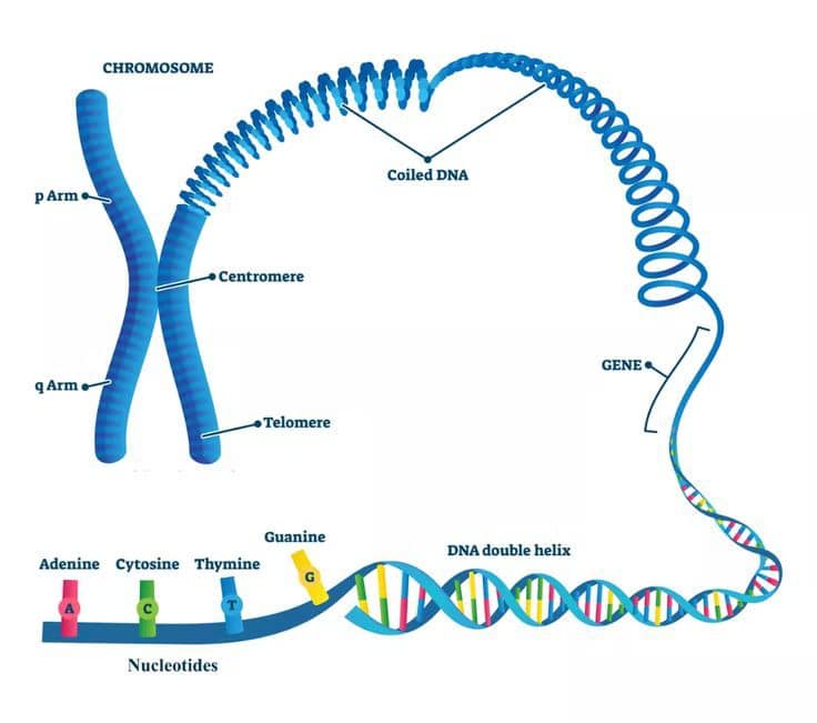Medical - The image illustrates the structure of a chromosome 👆🏻. A ...