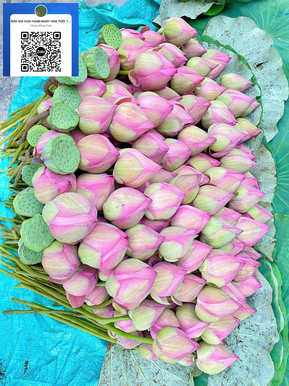 🌸 HOA CÚNG RẰM THÁNG GIÊNG 🌸 Nhóm... - Vựa hoa sỉ Thúy An | Facebook