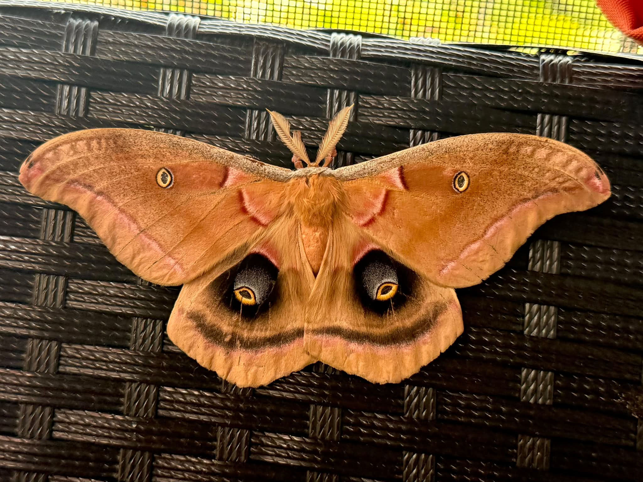 Actias rhodopneuma / Pink spirit moth