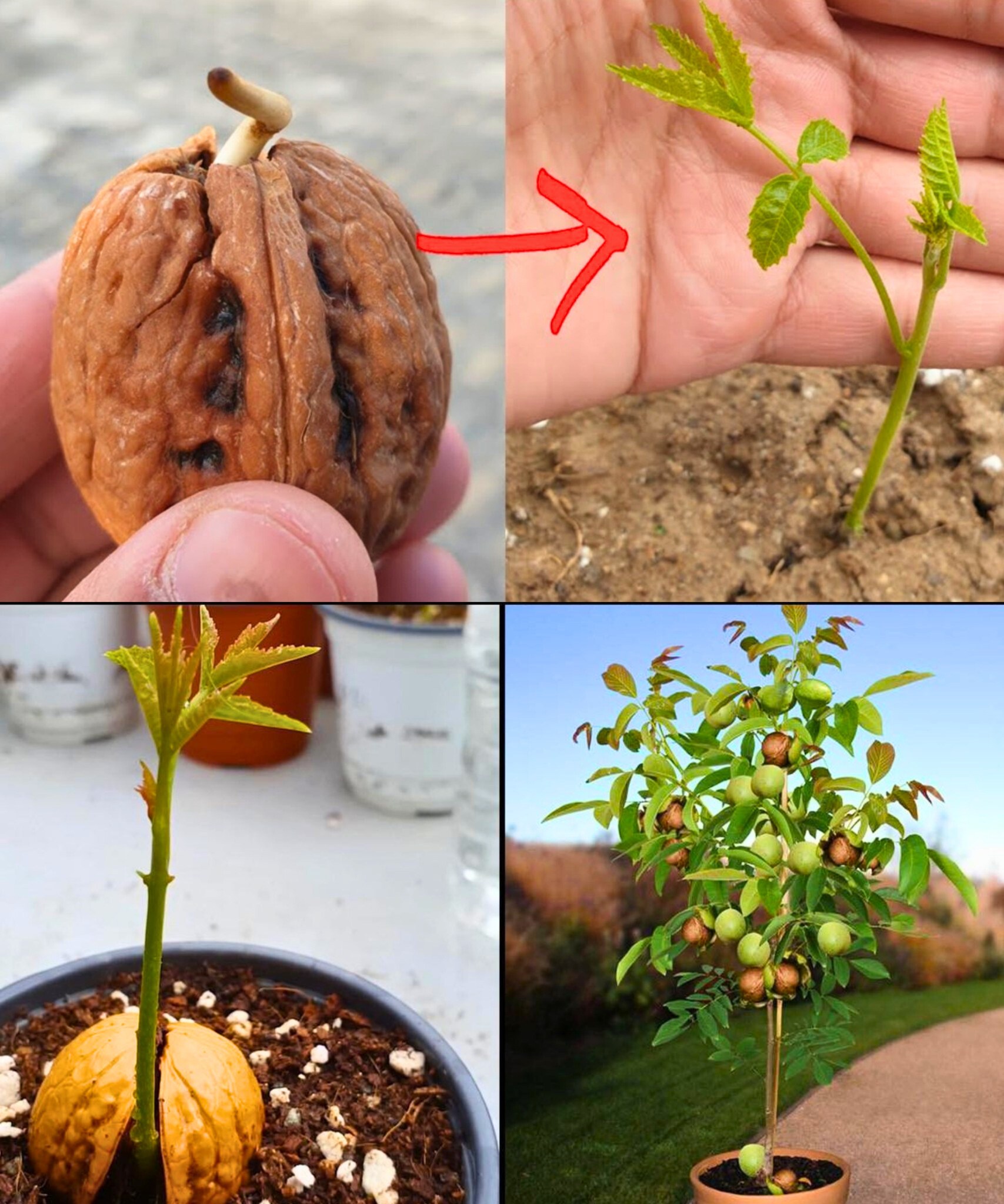 Gardening - Grow your own walnut tree from seed with this detailed and ...