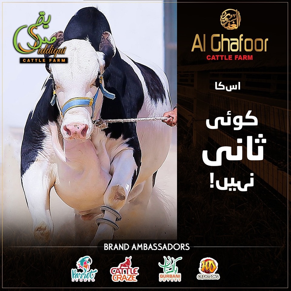 Al Ghafoor Cattle Farm | Karachi