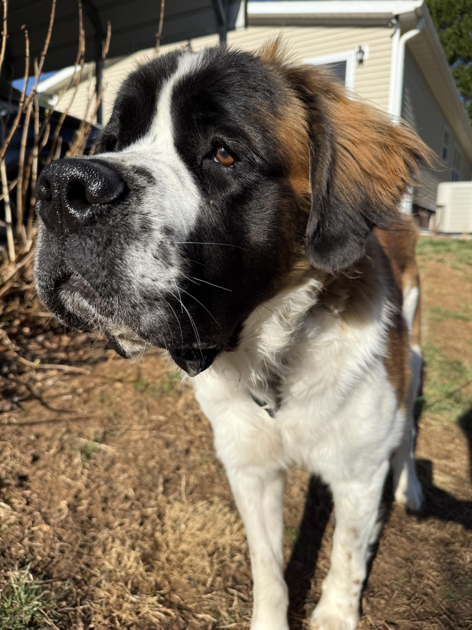 Saint Bernard Donner missing from Wilkes County kennel