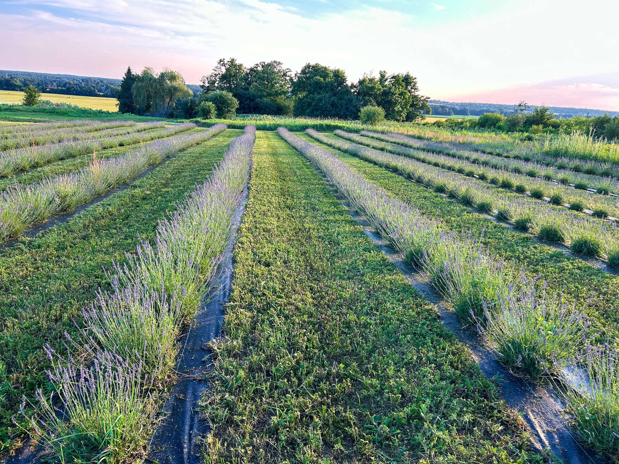 Lavender Ridge Farm