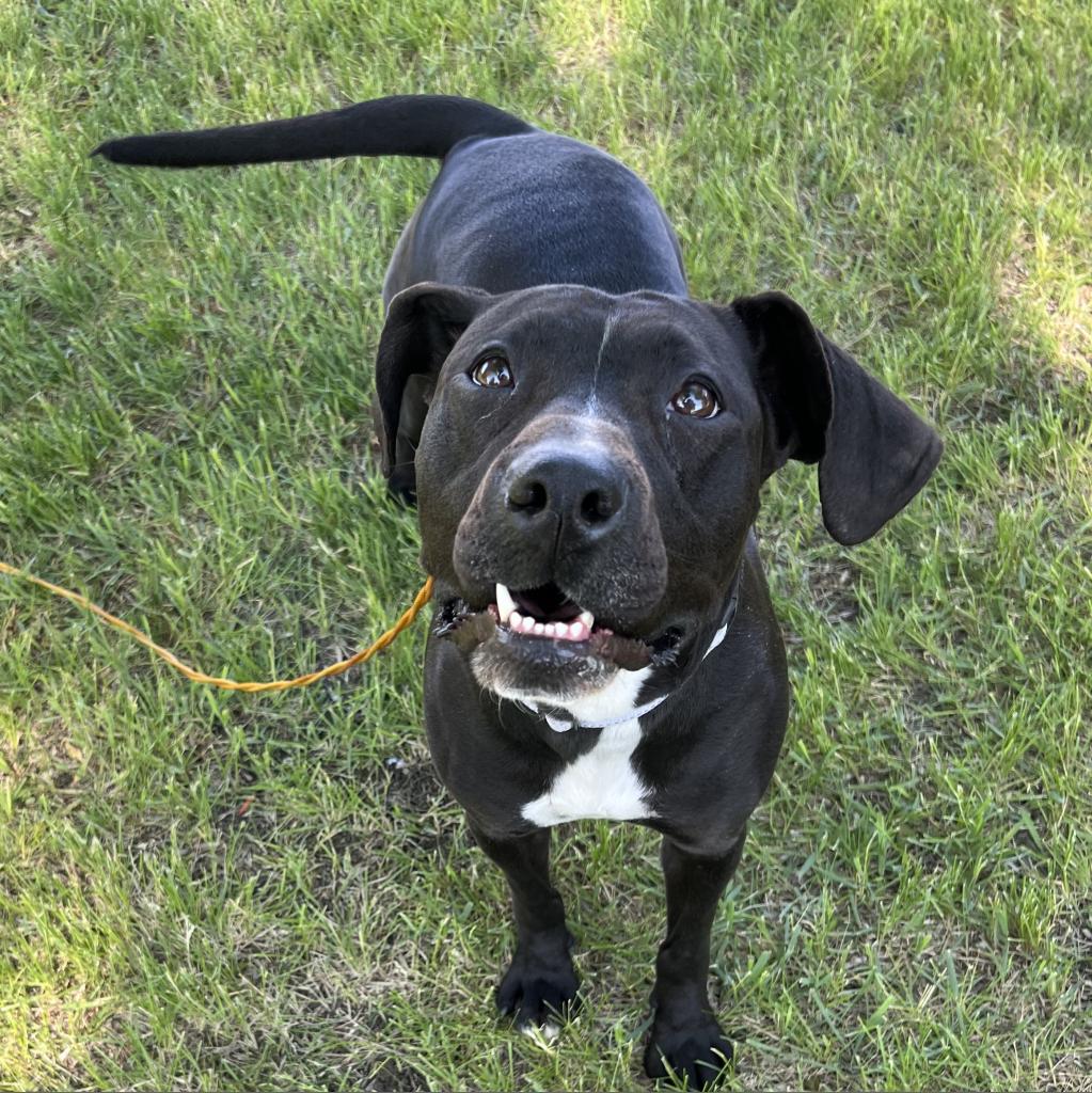 Scruffy Tails Humane Society | Crookston MN