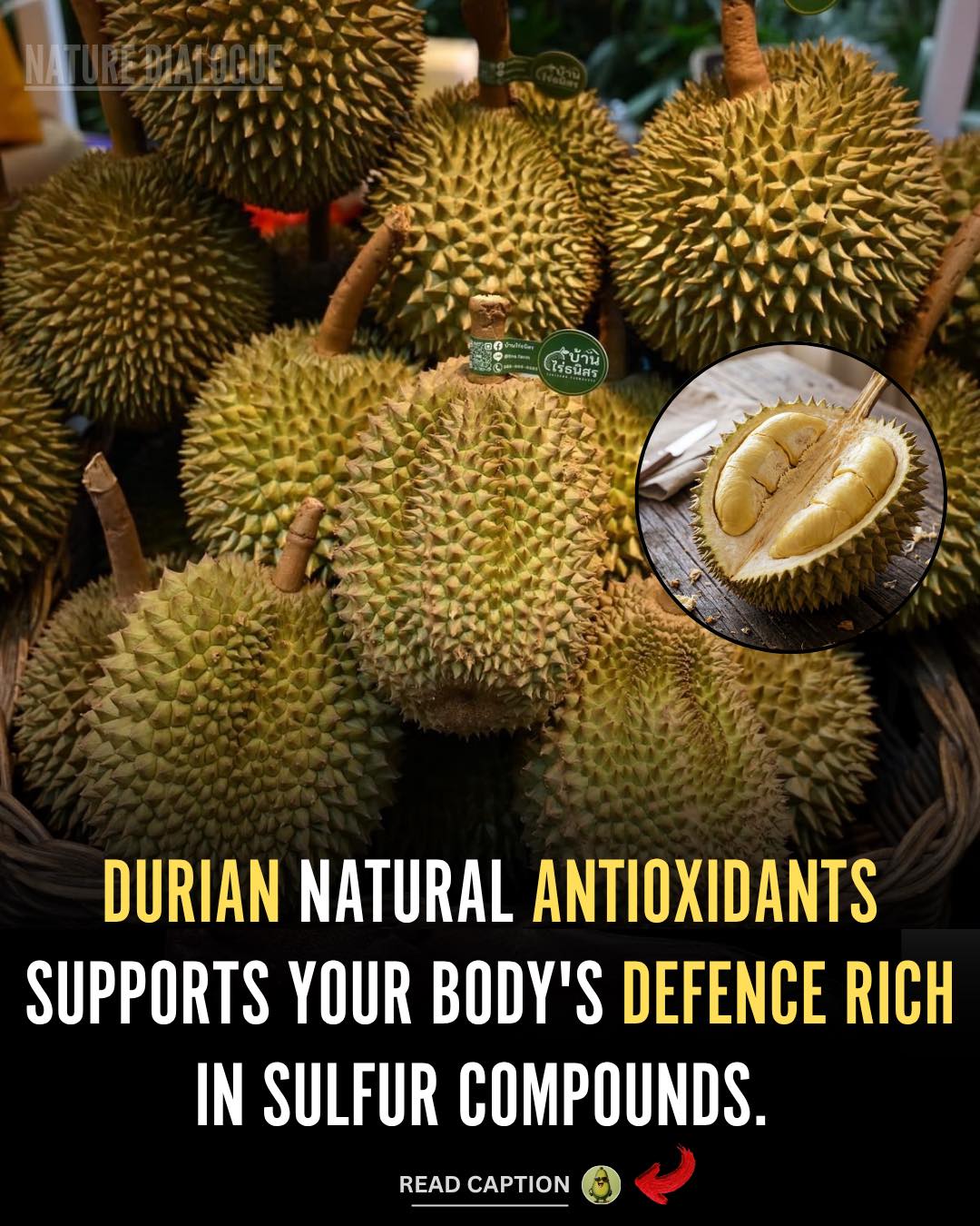 durian glutathione fruit for natural antioxidants and wellness liposomal vitamins # of pcs:3 soap Ferriheme catalyzes nitric oxide