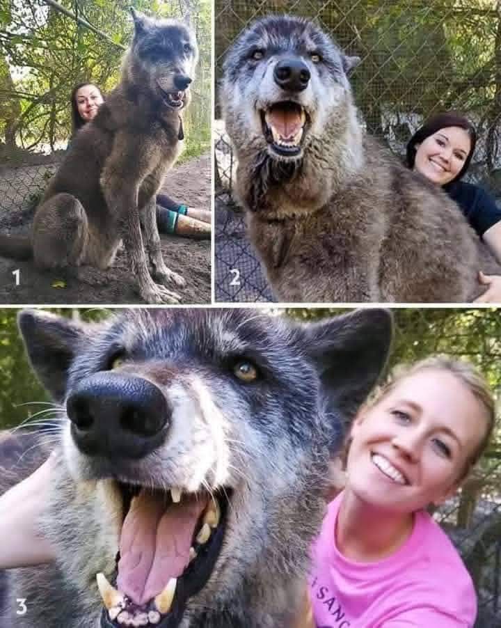The Story of Yuki, a Rescued Wolfdog