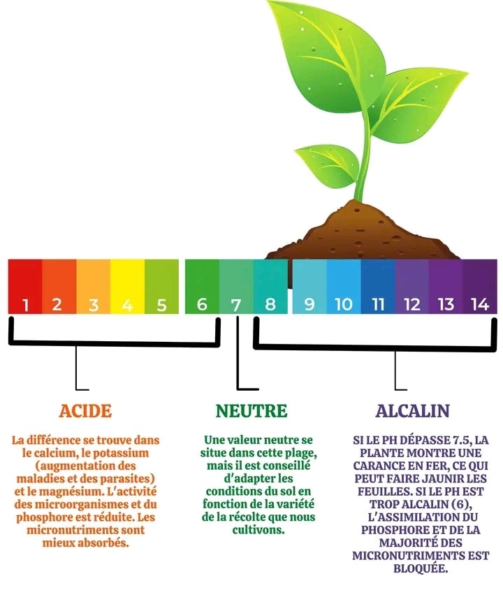 Terra - L'impact du pH du sol sur la vitalité des plantes 🌱 🧑🌾 Le pH du ...
