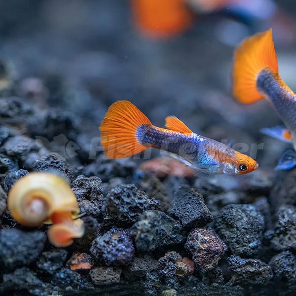 Fish Center Akvaryum