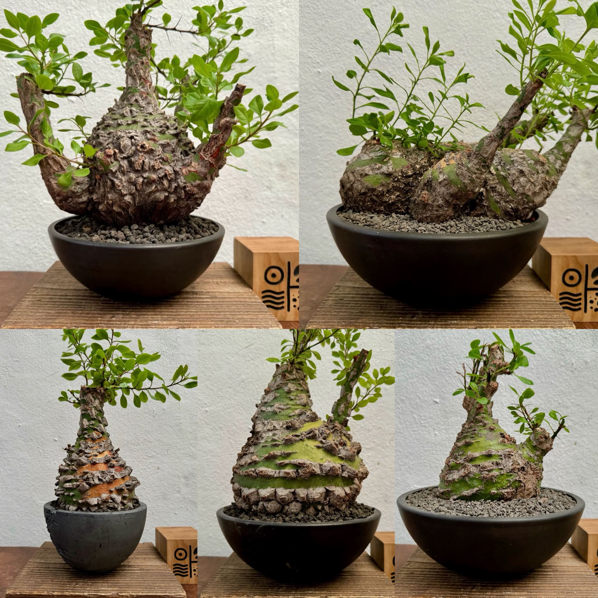 Fouquieria columnaris Age : two years from seed