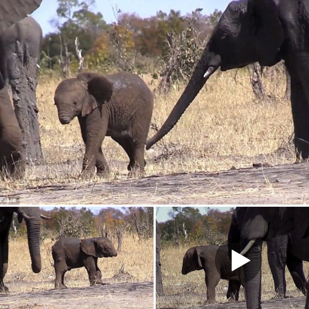 Voices - Trunkless and Frail, the Baby Elephant Struggled to Eat — Its ...