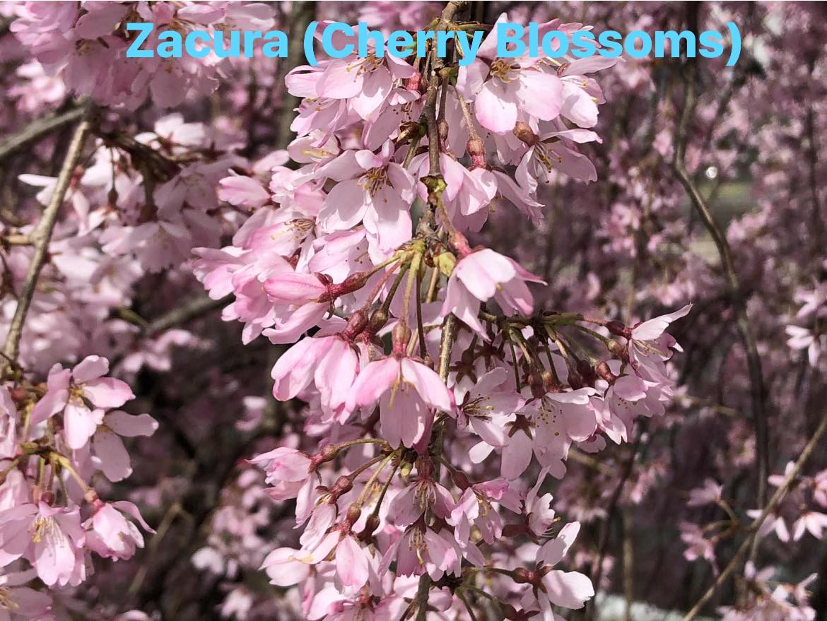 Kanji of the week: 桜 (Sakura) Learn a new character each week and