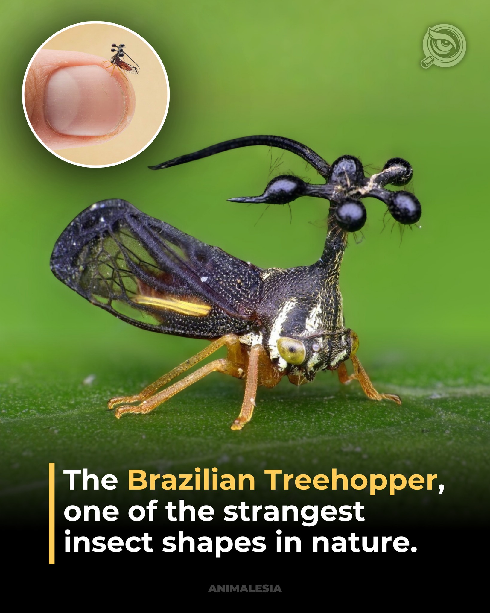 Brazilian treehopper's unique survival armor