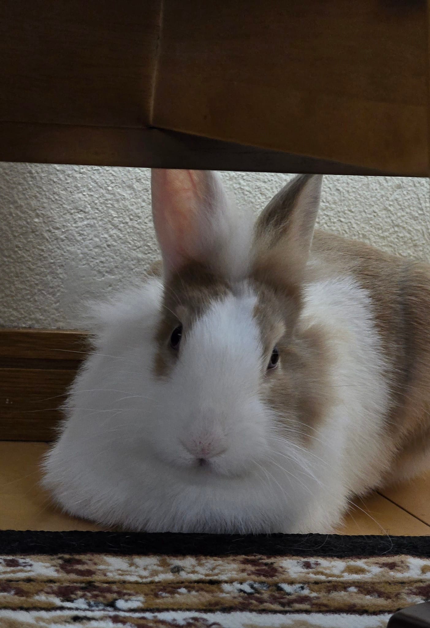 Mofu the lion rabbit in Tokyo l