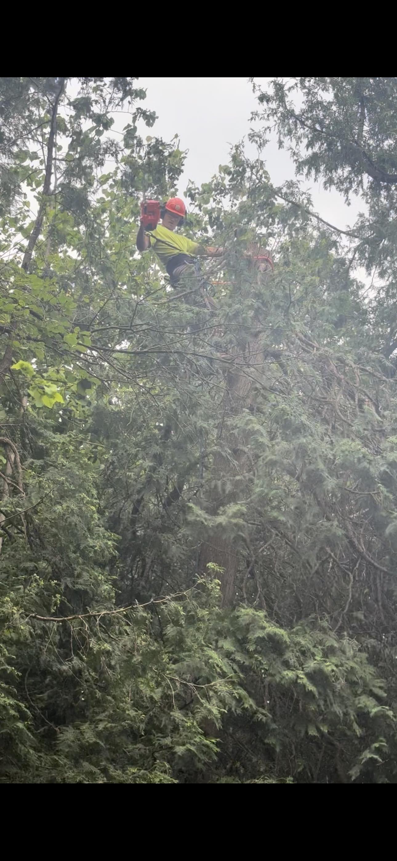 TnT Tree Service & Landscaping LLC | Sturgeon Bay WI