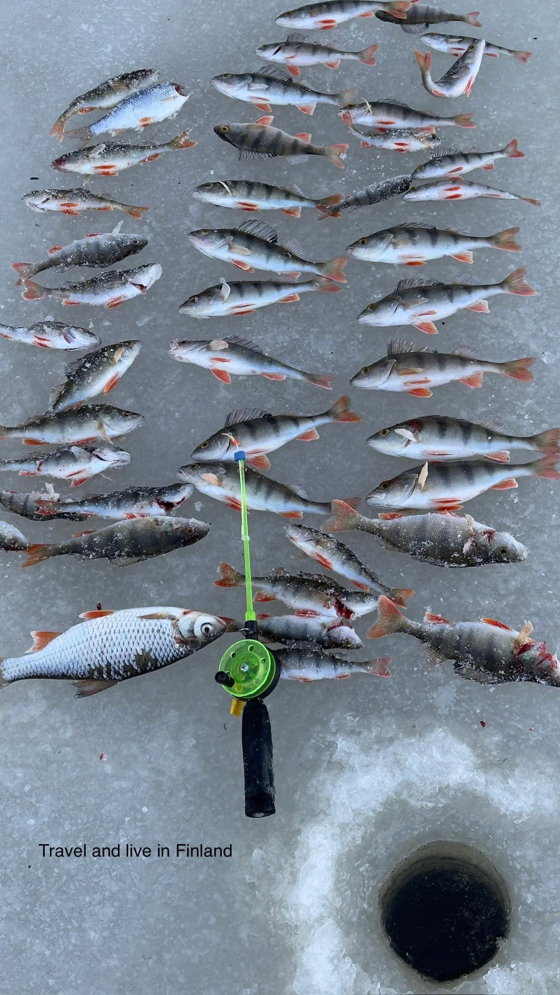 finland ice fishing lures Nils Master Baby Shad Made in PK Lures has made improvements to the proven PK Spoon making it one of the best sought after Fishing Spoons on the market Ice Fishing Rig, 41x51cm |