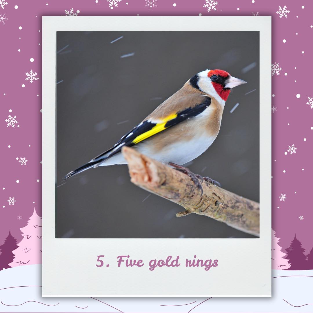 Five golden rings button sets inspired by birds