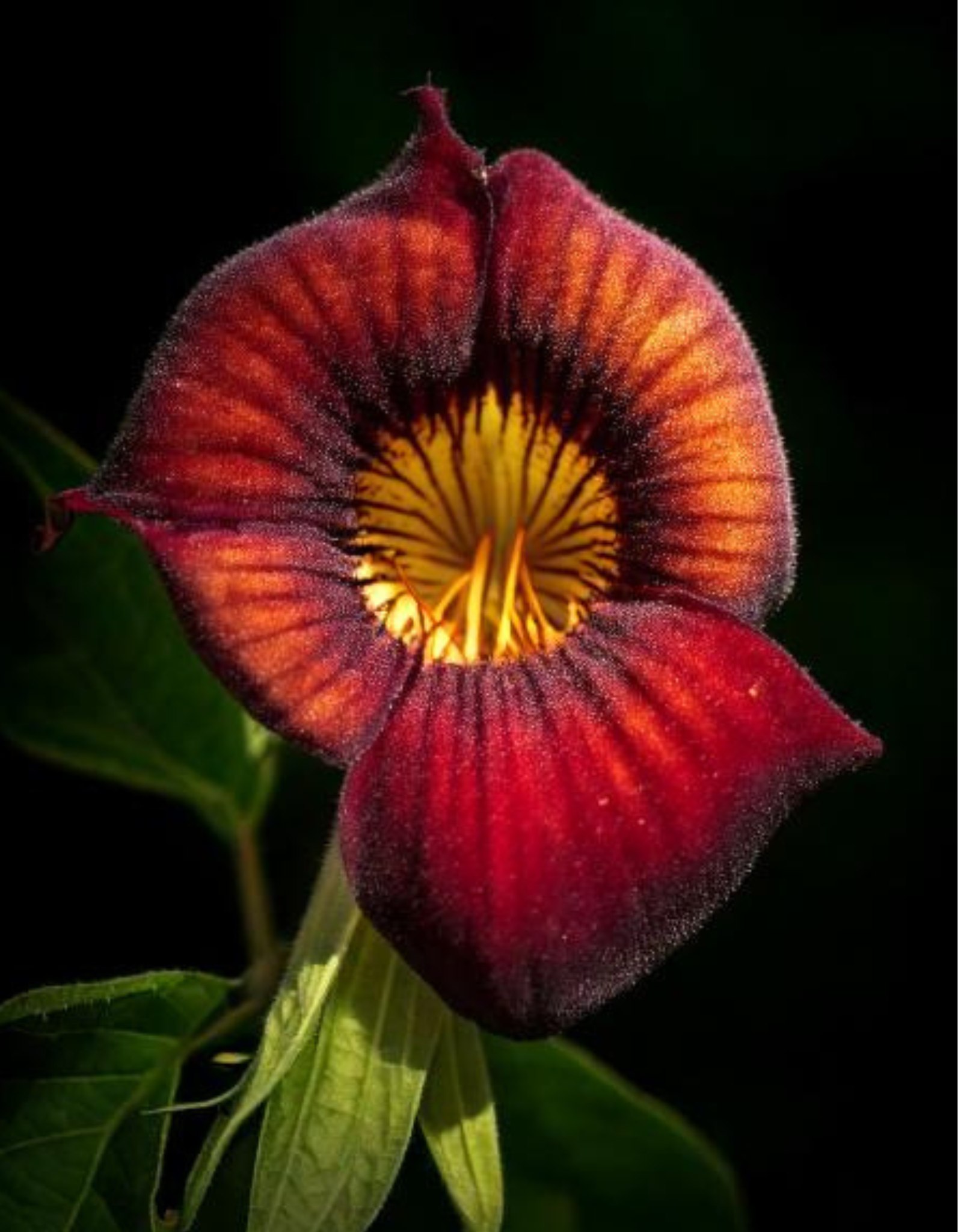 Hohenlaeaicum 'Darth Vader' plant description