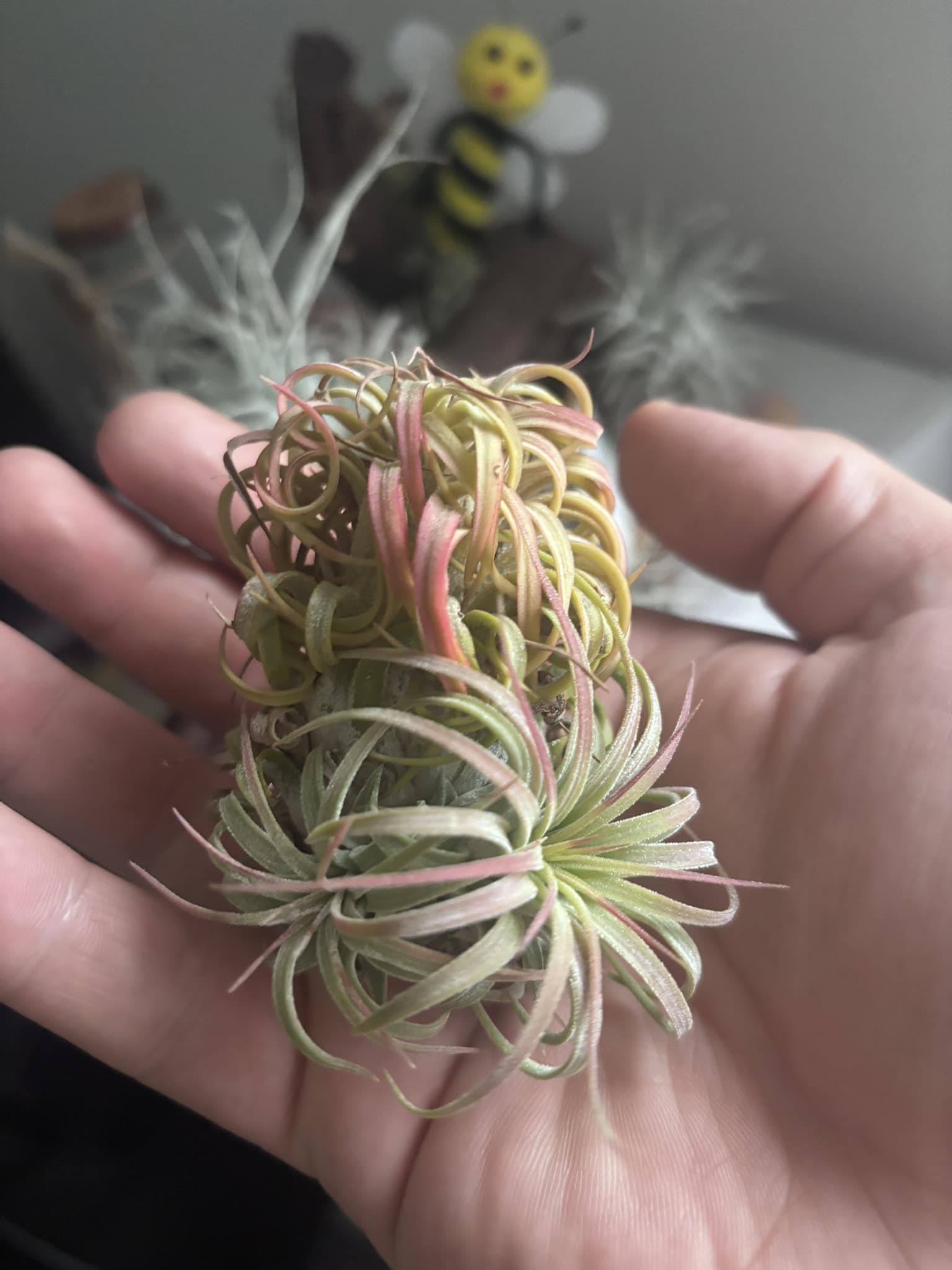 Tillandsia 'Totoro' cv.of ionantha #tillandsiaionantha