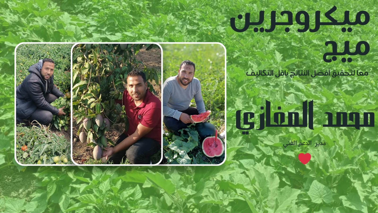 ميكروجرين ميج | Damietta