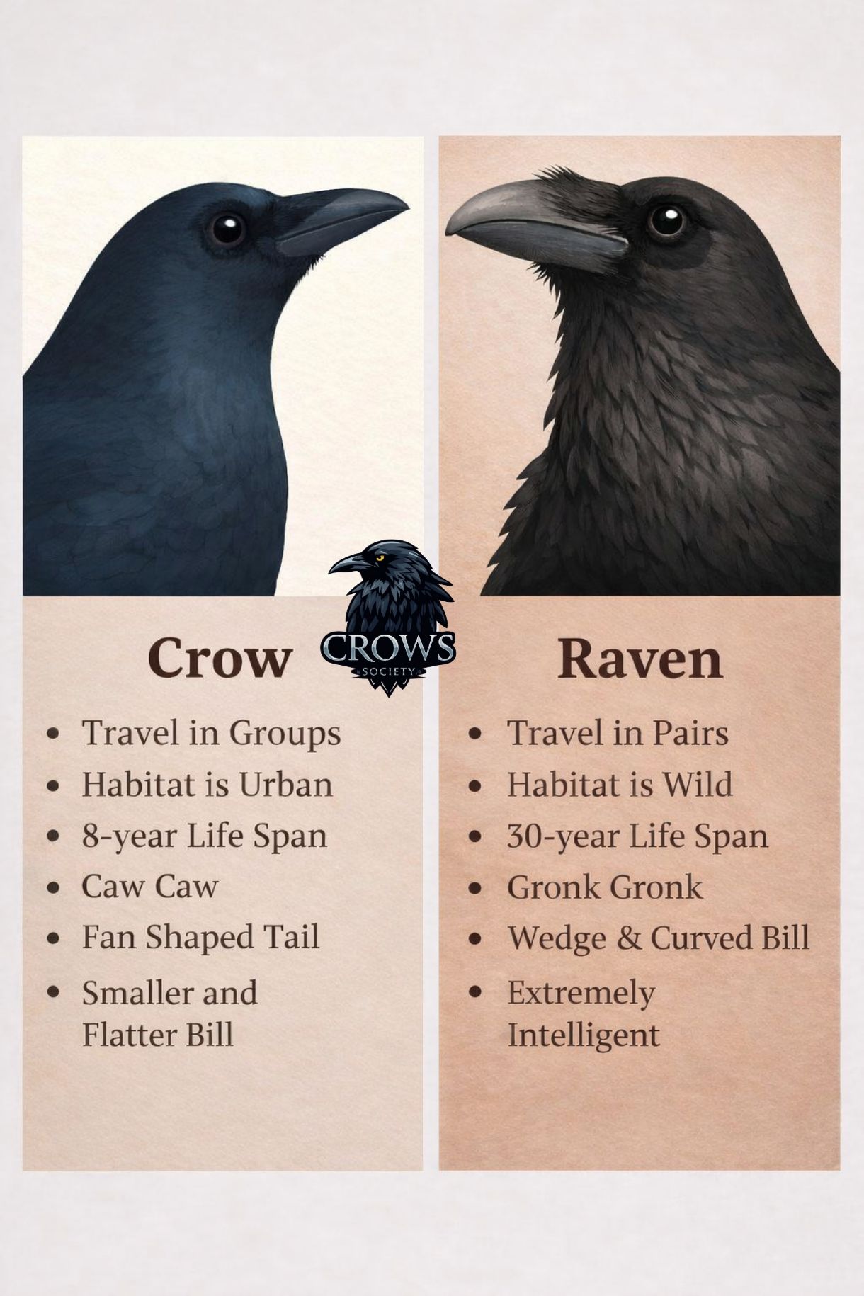 Crows - In nature’s dark elegance, two brilliant minds take flight ...