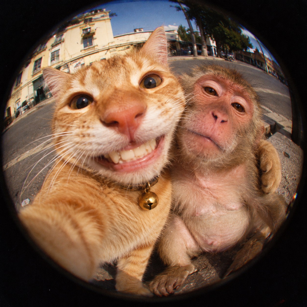 #gingercat #catlover #funnycat #funnyanimal #kucing #monkey | Mandra ...