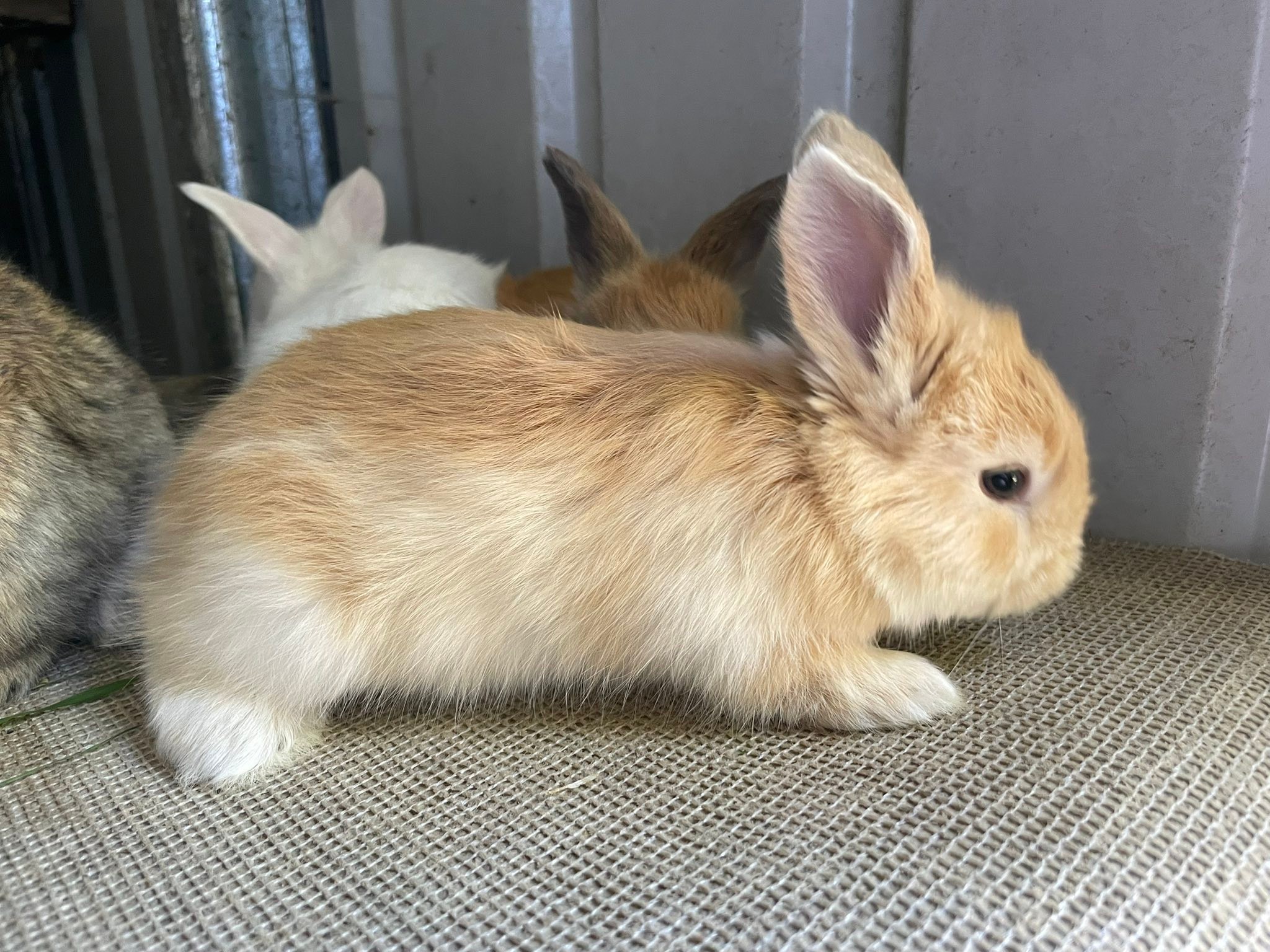 Fiverdown Rabbits | Mount Gambier SA