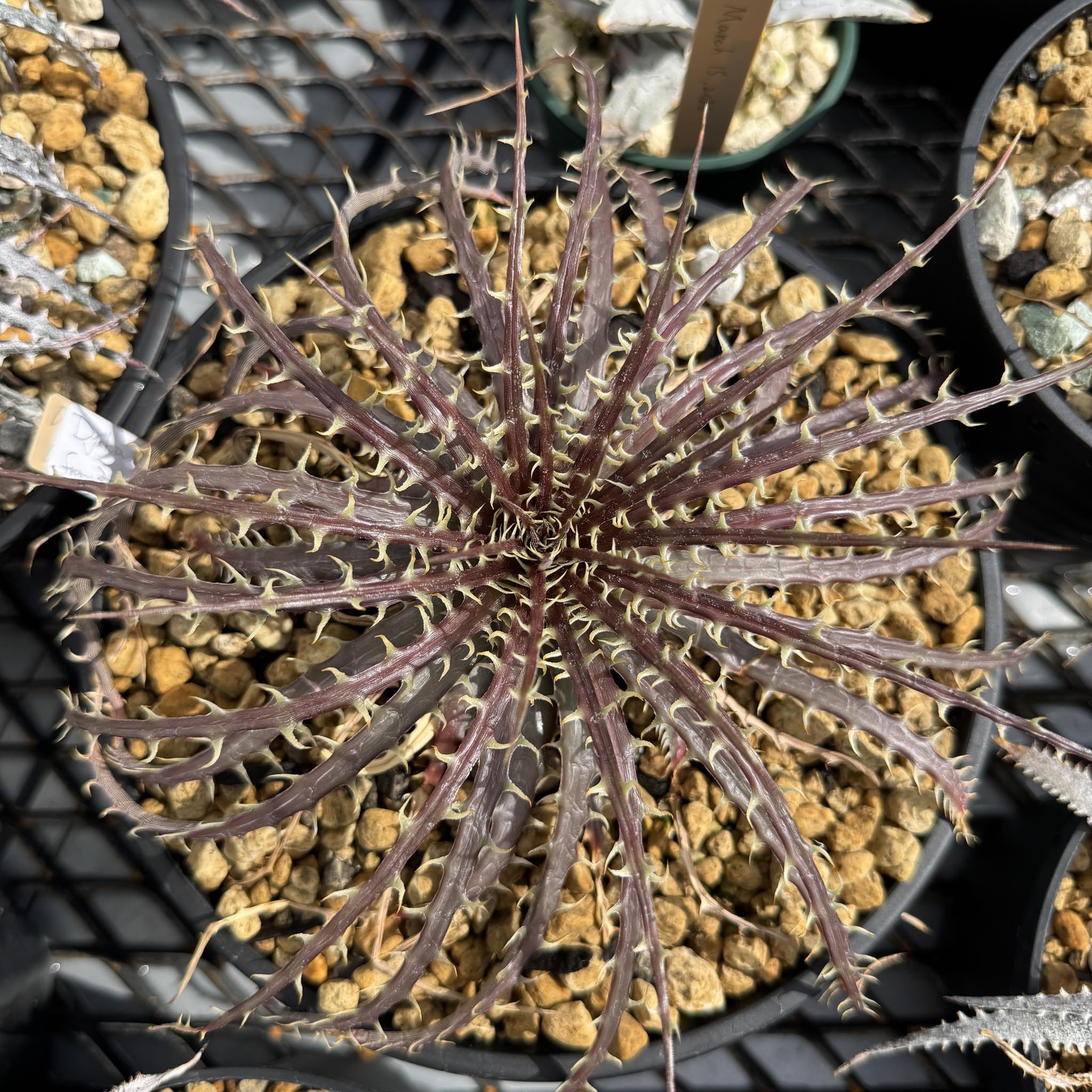 Dyckia dawsonii in my bromeliad collection