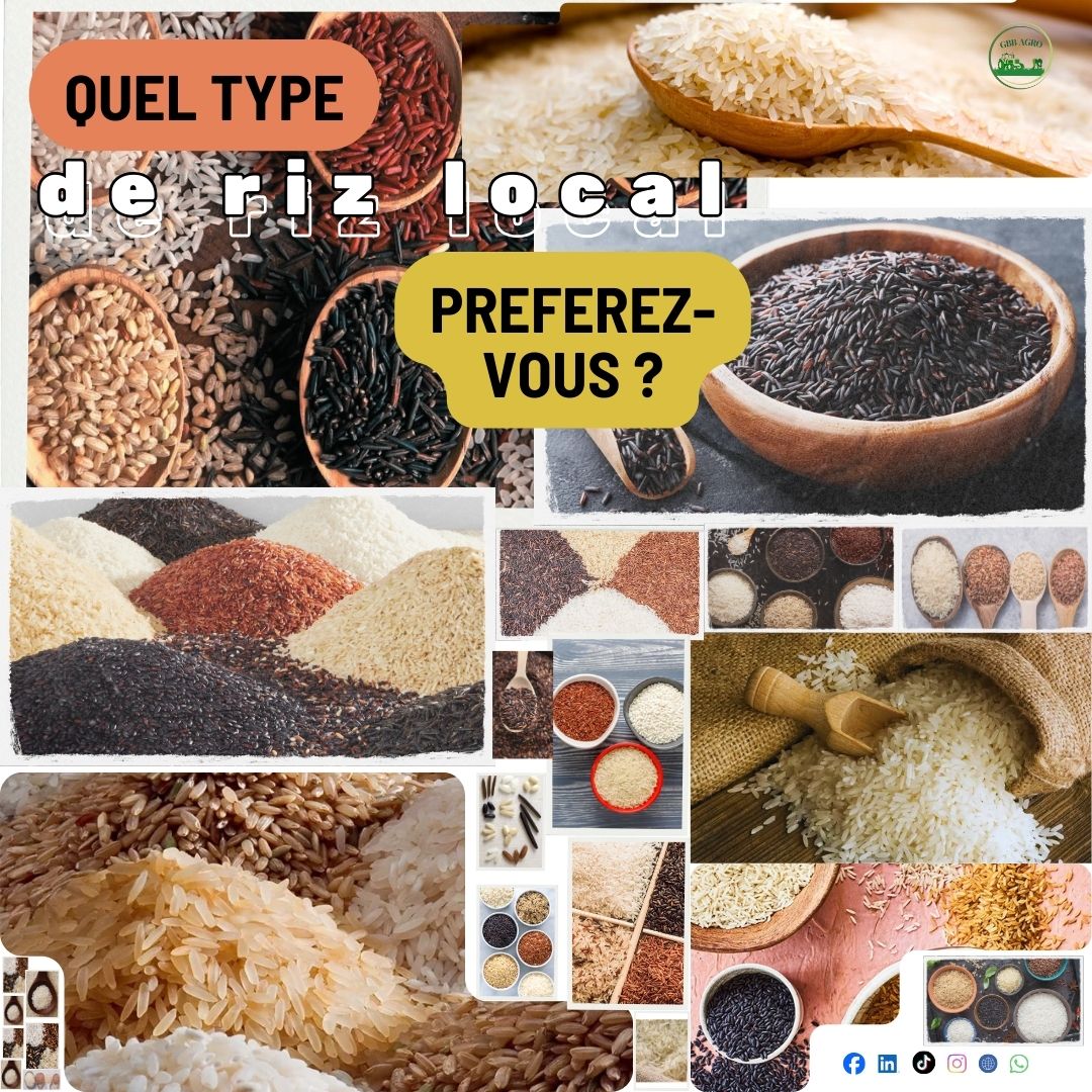 Gbb - Chez GBB Agro, nous valorisons le riz produit localement, cultivé ...