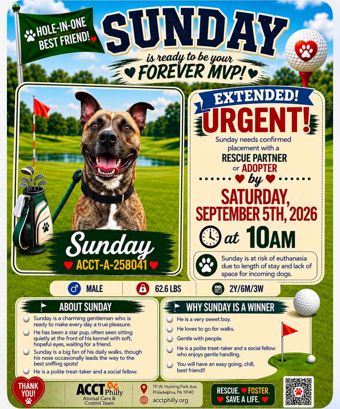 Urgent: adopt or foster dogs at ACCT Philly, including Sunday and