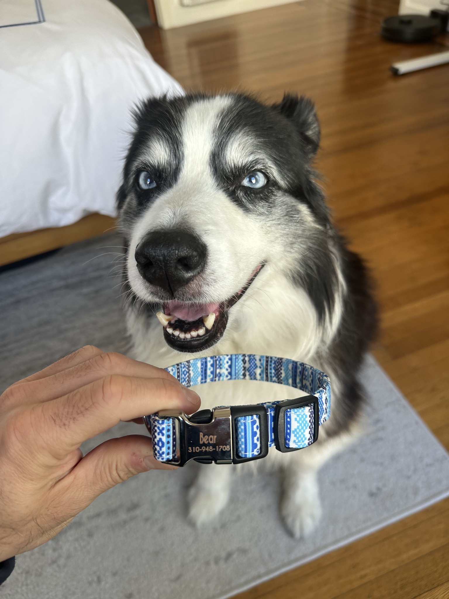 Chomp - Meet Bear 🐾, an 11-year-old Australian Shepherd 🐶 with ice-blue ...