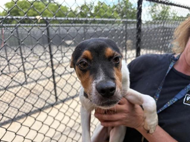 Friends - Name: COUNTRY (A173367) Gender: Male Breed: Labrador ...