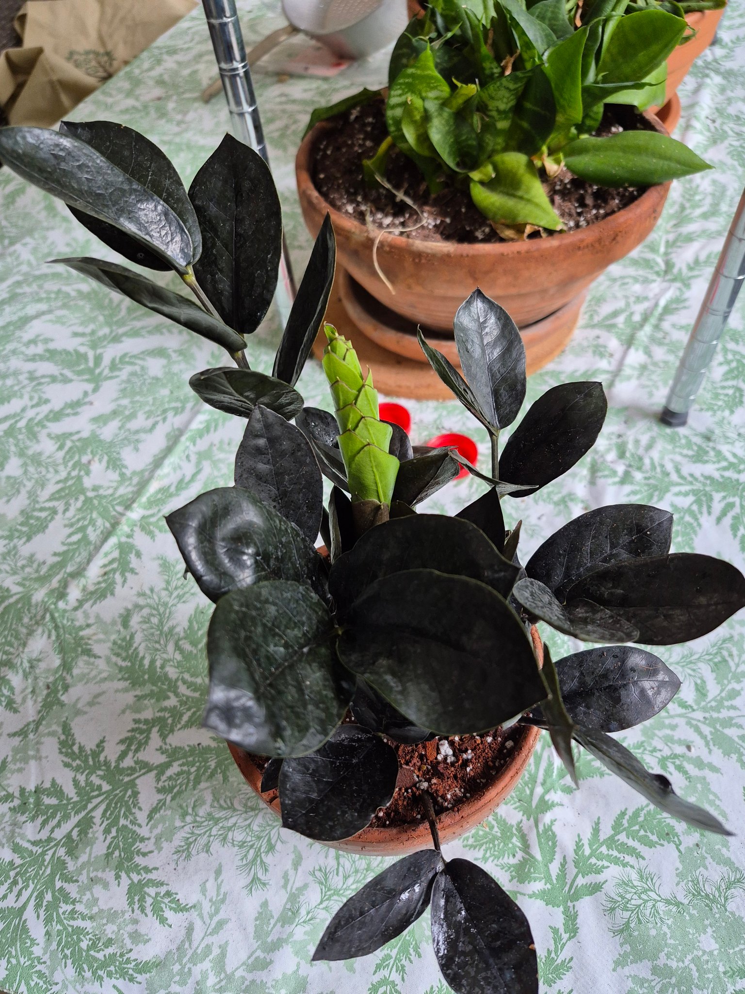 Golden/Variegata ZZ plant (Zamioculcas Zamiifolia)