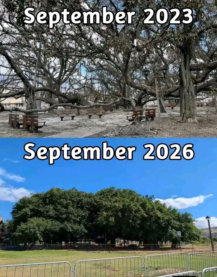 The historic banyan tree in Lahaina, Maui, Hawaii is recovering