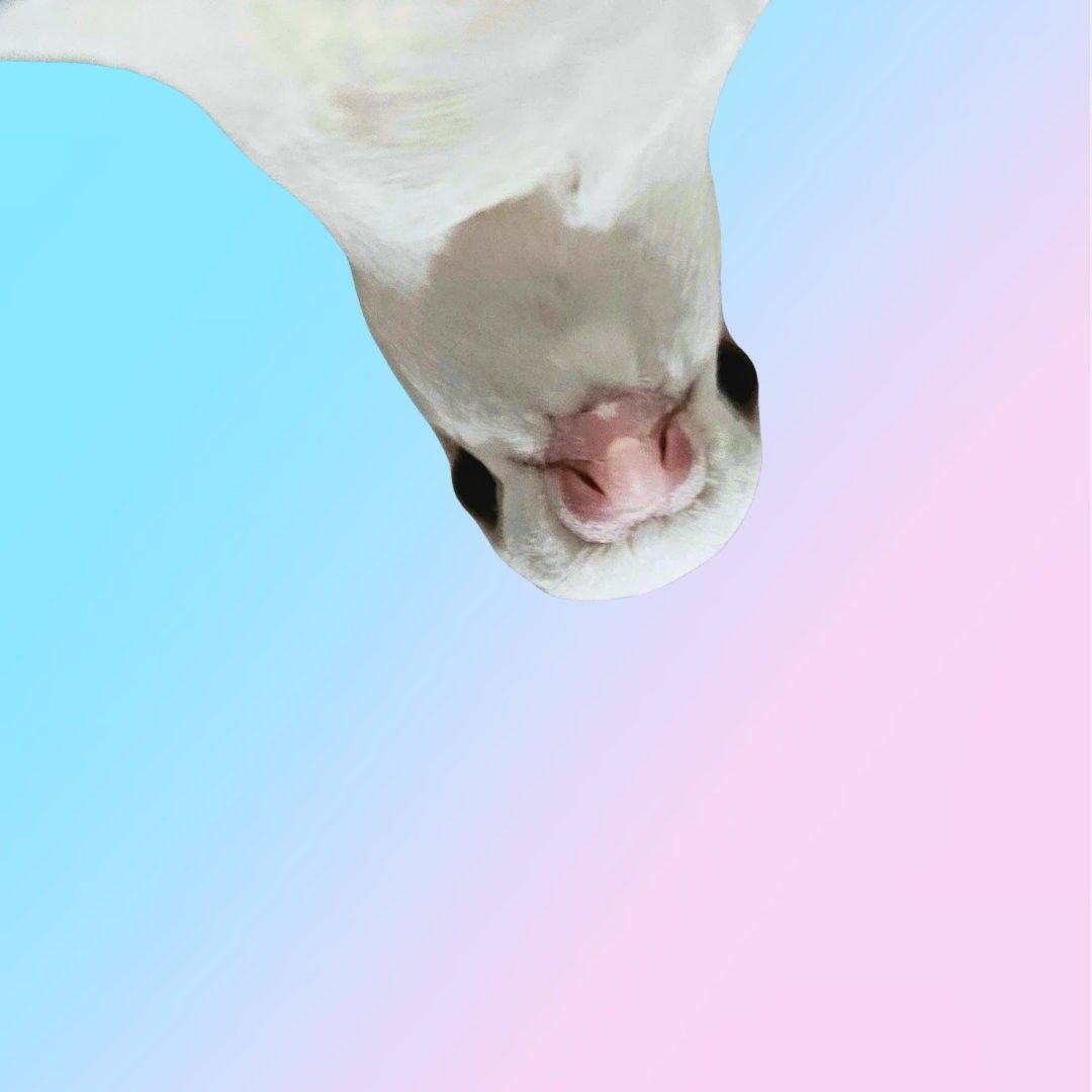 Day 8 of my pigeon bonding series looks a little different. Pigeons can ...