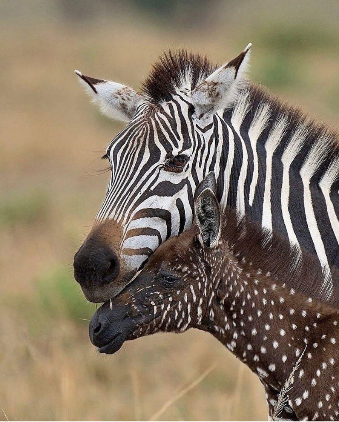 Grandma's Recipes | Meet Tira, the world's rarest zebra, spotted in the ...