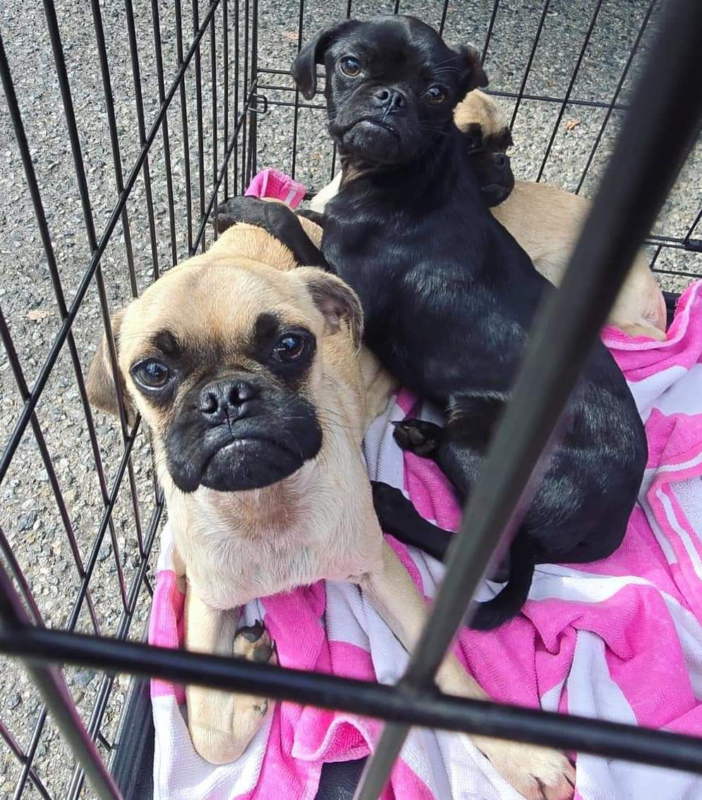 3 fur babies need to be covered!
